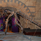 Illustration for article titled Is the Natural History Museum as Inaccurate as Jurassic World?